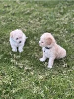 Erik, a male Maltipoo for sale in Woodland, CA – Photo 3 of 3