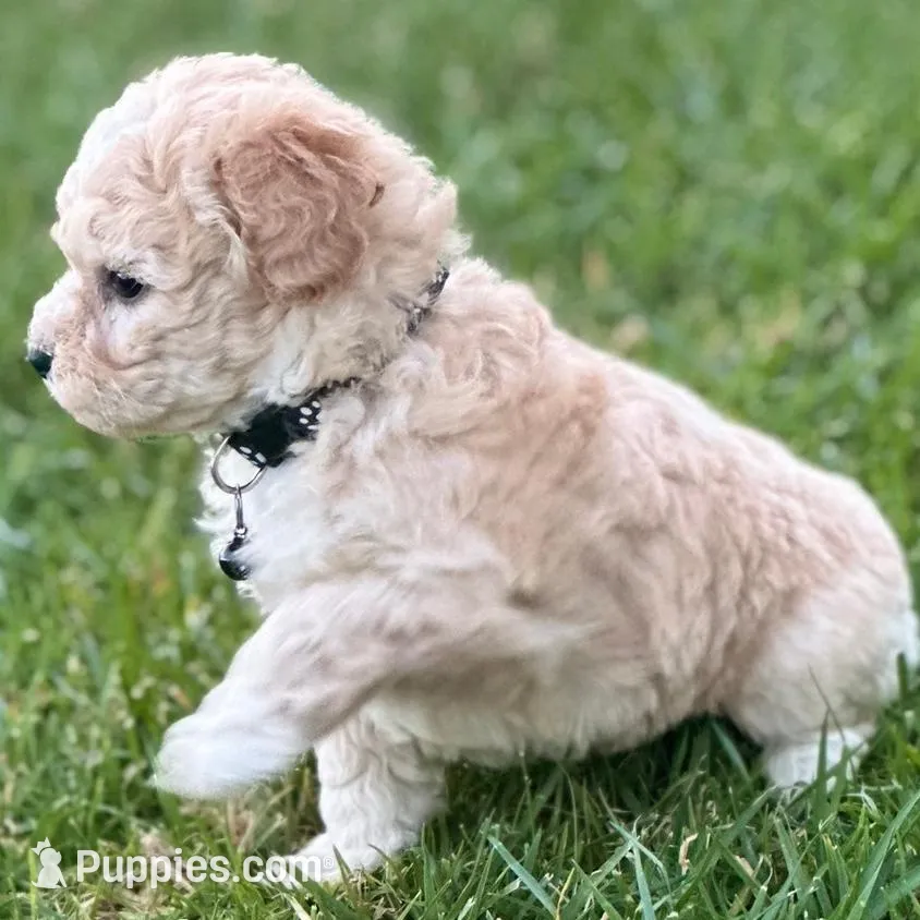 Erik – Maltipoo puppy for sale in Woodland, CA