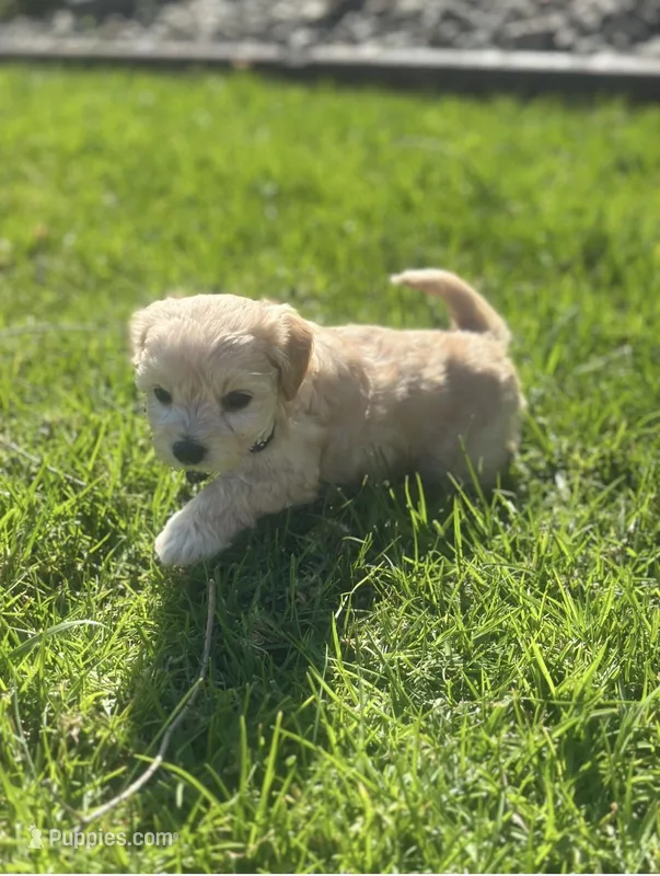 Erik – Maltipoo puppy for sale in Woodland, CA