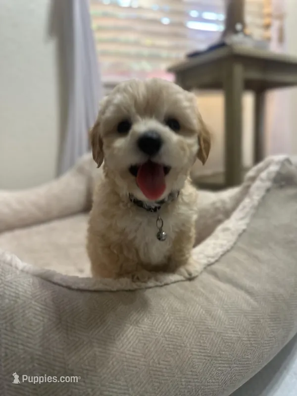Erik – Maltipoo puppy for sale in Woodland, CA