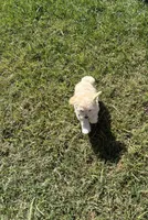 Aby, a female Maltipoo for sale in Woodland, CA – 2 of 3