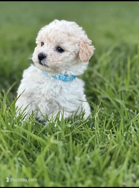 Toby – Maltipoo puppy for sale in Woodland, CA