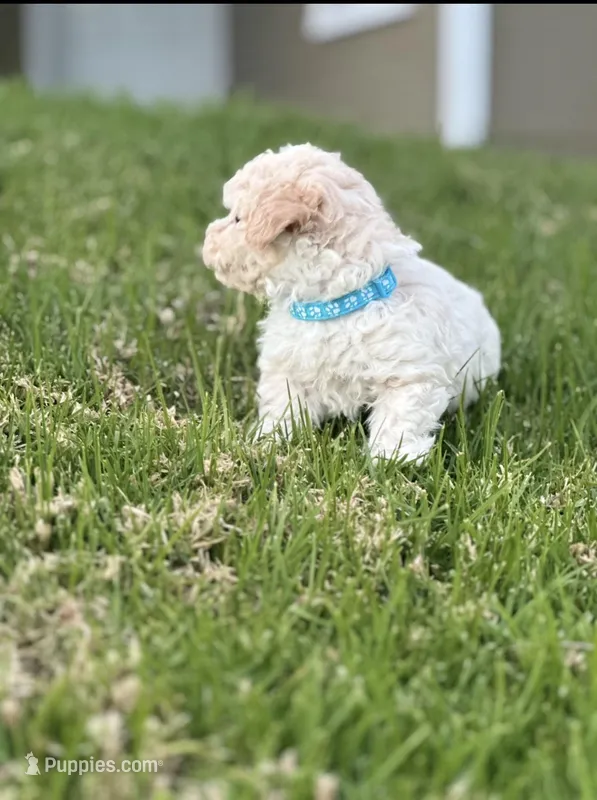 Toby – Maltipoo puppy for sale in Woodland, CA