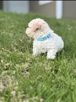 Toby, a male Maltipoo for sale in Woodland, CA – Photo 1 of 4