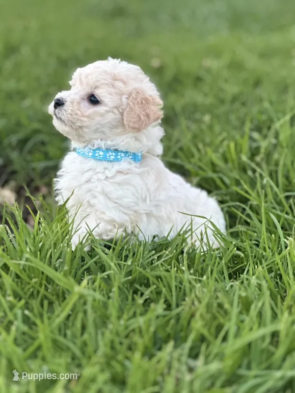 Toby – Maltipoo puppy for sale in Woodland, CA
