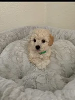 Carl, a male Maltipoo for sale in Woodland, CA – 7 of 7