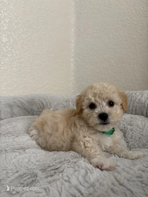 Carl – Maltipoo puppy for sale in Woodland, CA