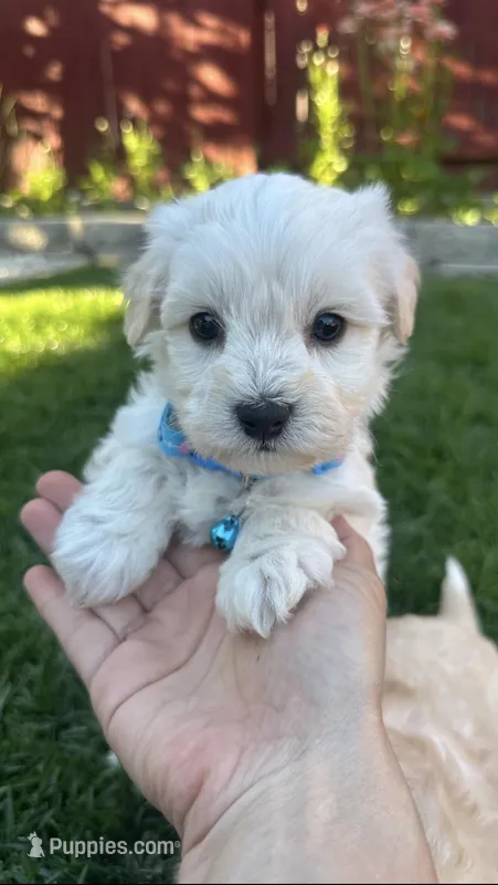 Benji – Maltipoo puppy for sale in Woodland, CA