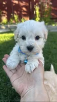 Benji, a female Maltipoo for sale in Woodland, CA – Photo 1 of 2