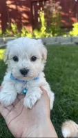 Benji, a female Maltipoo for sale in Woodland, CA – Photo 2 of 2