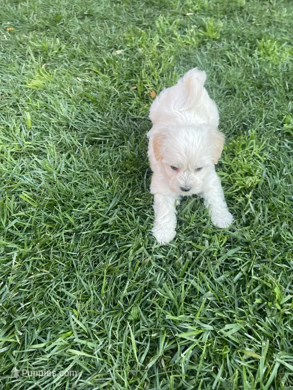 Benji – Maltipoo puppy for sale in Woodland, CA