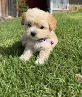 Chloe, a female Maltipoo for sale in Woodland, CA – 4 of 5