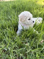 Mimi, a male Maltipoo for sale in Woodland, CA – 2 of 5