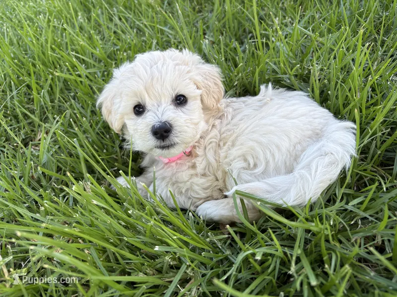 Mimi – Maltipoo puppy for sale in Woodland, CA