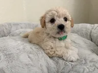 Carl, a male Maltipoo for sale in Woodland, CA – 5 of 7