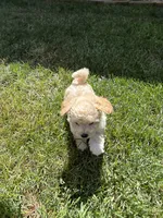 Carl, a male Maltipoo for sale in Woodland, CA – 4 of 7
