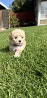 Chloe, a female Maltipoo for sale in Woodland, CA – 1 of 5