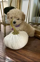 Chloe, a female Maltipoo for sale in Woodland, CA – 3 of 5