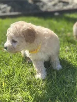 Mr. O, a male Maltipoo for sale in Woodland, CA – Photo 2 of 7