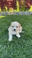 Mr. O, a male Maltipoo for sale in Woodland, CA – Photo 7 of 7