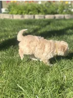 Mr. O, a male Maltipoo for sale in Woodland, CA – Photo 5 of 7