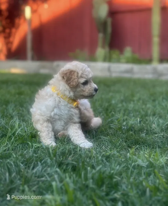 Mr. O – Maltipoo puppy for sale in Woodland, CA