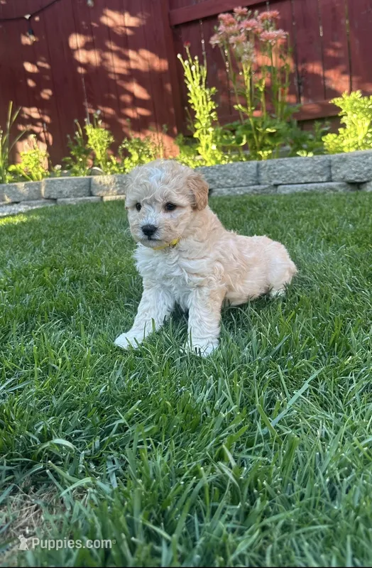 Mr. O – Maltipoo puppy for sale in Woodland, CA