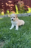 Mr. O, a male Maltipoo for sale in Woodland, CA – Photo 6 of 7