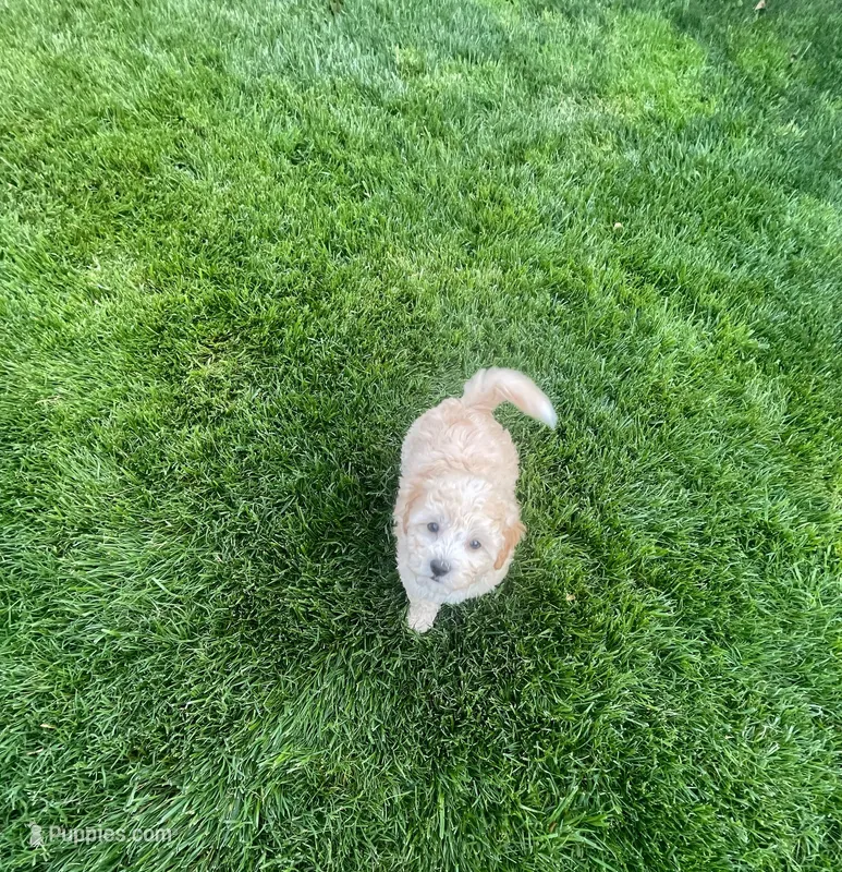 Mr. O – Maltipoo puppy on hold in Woodland, CA