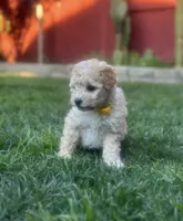 Mr. O, a male Maltipoo for sale in Woodland, CA – Photo 3 of 7