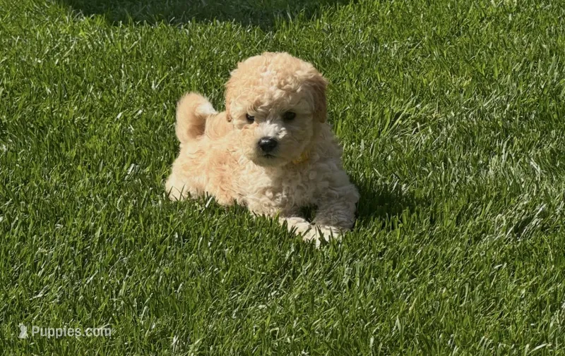 Mr. O – Maltipoo puppy for sale in Woodland, CA