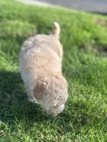 Mr. O, a male Maltipoo for sale in Woodland, CA – Photo 4 of 7