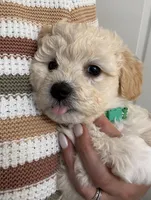 Carl, a male Maltipoo for sale in Woodland, CA – 6 of 7