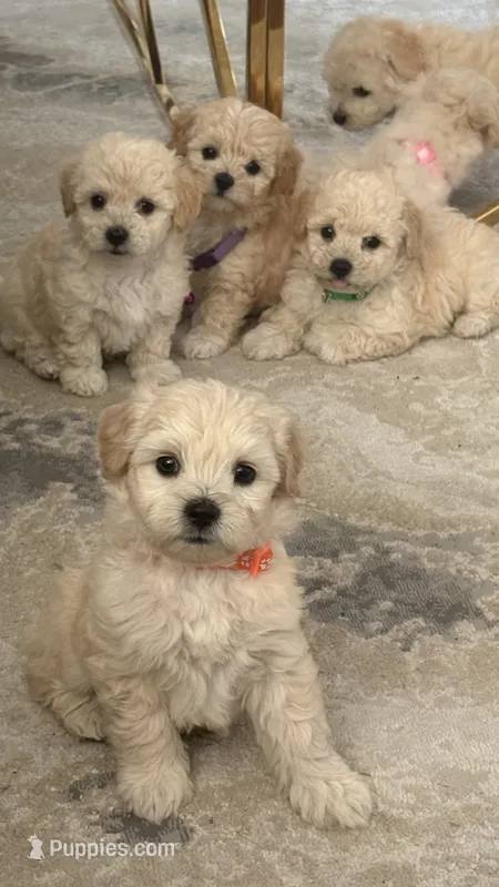 Jack – Maltipoo puppy for sale in Woodland, CA