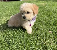 Chloe, a female Maltipoo for sale in Woodland, CA – 2 of 5