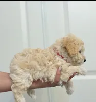 Aby, a female Maltipoo for sale in Woodland, CA – 3 of 3