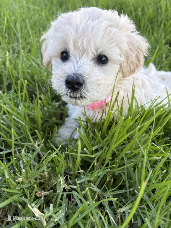 Mimi – Maltipoo puppy for sale in Woodland, CA