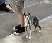 Gia , a female Italian Greyhound for sale in Visalia, CA – 6 of 10