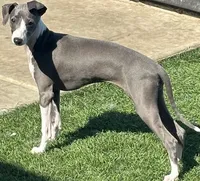 Gia , a female Italian Greyhound for sale in Visalia, CA – 3 of 10
