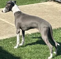 Gia , a female Italian Greyhound for sale in Visalia, CA – 2 of 10