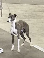 Gia , a female Italian Greyhound for sale in Visalia, CA – 5 of 10