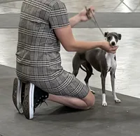 Gia , a female Italian Greyhound for sale in Visalia, CA – 4 of 10
