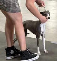 Gia , a female Italian Greyhound for sale in Visalia, CA – 7 of 10