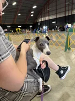 Gia , a female Italian Greyhound for sale in Visalia, CA – 10 of 10