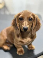 processed/a2c1f9c8-f757-4c8a-8ba9-f9601fa1a4a7/listing/a52e6738-3ef8-4fb1-8fe9-4a3bbc104afe/965d0125-21c1-4d9b-94a6-5d797474fd7f