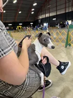 Gia , a female Italian Greyhound for sale in Visalia, CA – 9 of 10