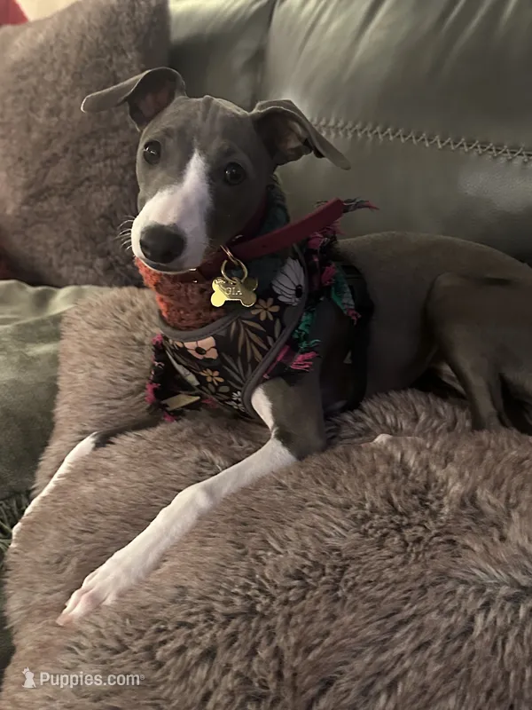Gia  – Italian Greyhound puppy for sale in Visalia, CA