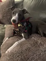 Gia , a female Italian Greyhound for sale in Visalia, CA – 1 of 10