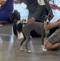 Gia , a female Italian Greyhound for sale in Visalia, CA – 8 of 10