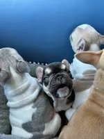 ROCKY ROAD🍫🍨, a female French Bulldog for sale in Fort Wayne, IN – 4 of 4